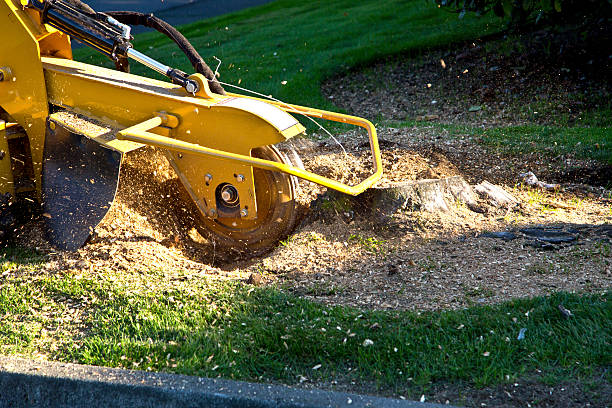 Best Tree Maintenance Programs  in Hilltop, SC